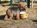 2010-07-10_064_wakacyjna_milosc_pimpka