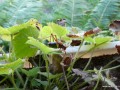 2010-08-21_045_opaslik_sosnowiec