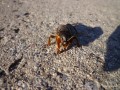 2010-09-04_047_turkuc_podjadek