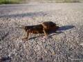 2010-09-04_050_turkuc_podjadek