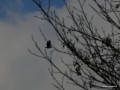 2010-11-21_024_orzel