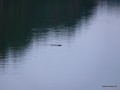 2010-11-25_001_bobr