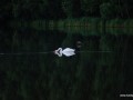2011-06-17_011_labedz
