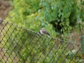 2011-06-18_022_mucholowka_szara