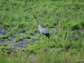 2011-07-08_007_zuraw