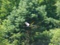2011-07-09_029_zuraw_w_locie