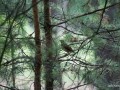 2011-07-09_032_kwiczol