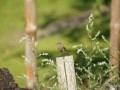 2011-07-09_042_kopciuszek