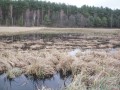 Bobry - zalana łąka