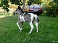 www.kwiejce.pl