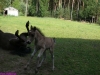 2010-06-11_008_figiel