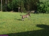 2010-06-11_024_figiel