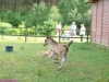 2010-06-11_025_figiel