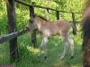 2010-06-11_059_figiel