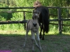 2010-06-11_067_figiel