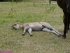 2010-06-19_004_figiel