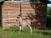 2010-06-19_006_figiel