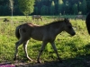 2010-07-10_048_figiel