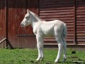 2011-04-16_021_zrebie_na_pastwisku