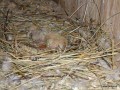2005-06-25_074_golebie