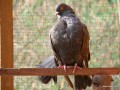2007-03-11_074_golebie