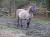 2006-12-25_096_jesien